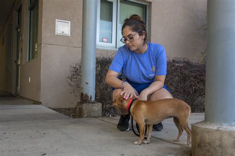 Animal shelter san jose - Dogs look out from their cages at San Jose Animal Care Center on Monday, Sept. 18, 2023, in San Jose, Calif. (Dai Sugano/Bay Area News Group) It was a hot San Jose summer day two years ago when ...